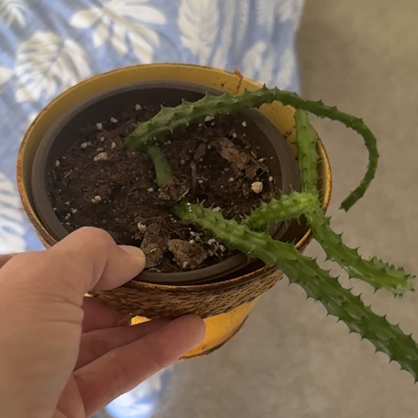 Photo of the plant species Medusa's Head Cactus by @SirBiancini85 named Fernie Mac on Greg, the plant care app