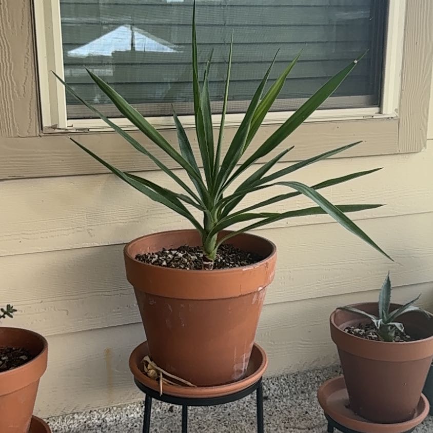 Photo of the plant species Yucca Aloifolia by @IconBeebalm12 named Pax on Greg, the plant care app