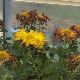 Photo of the plant species Mexican Sunflower by @SlickHardpine96 named Sunny on Greg, the plant care app