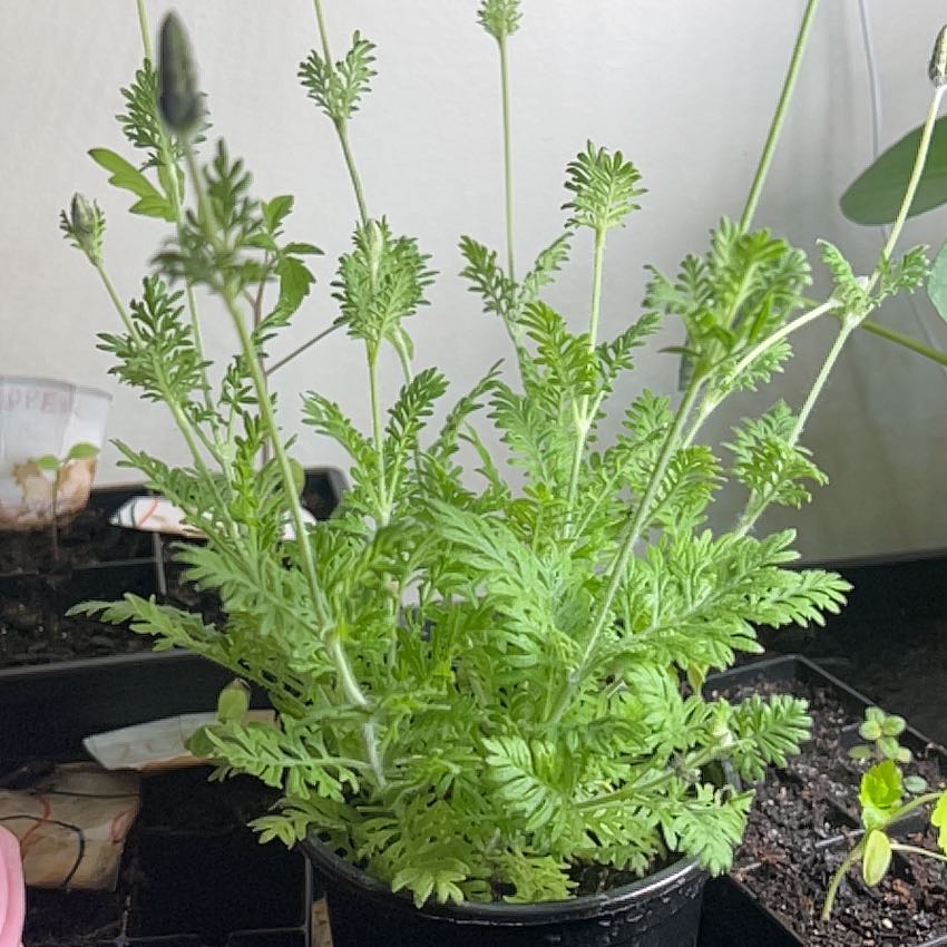 Photo of the plant species Spanish Lavender 'Sanne' by @Venusgardenkid named Kesha on Greg, the plant care app
