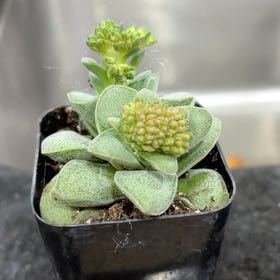 Photo of the plant species Crassula Morgan Hybrid w. Silver Springtime by @ZanySweetsop24 named Planty on Greg, the plant care app