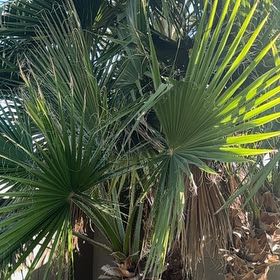 Photo of the plant species California Fan Palm by @ProudPukatea56 named Curie on Greg, the plant care app