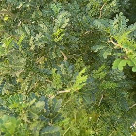 Photo of the plant species Texas Ebony by @ProudPukatea56 named Aristotle on Greg, the plant care app