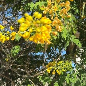 Photo of the plant species Caesalpinia Mexicana by @ProudPukatea56 named Dolores on Greg, the plant care app
