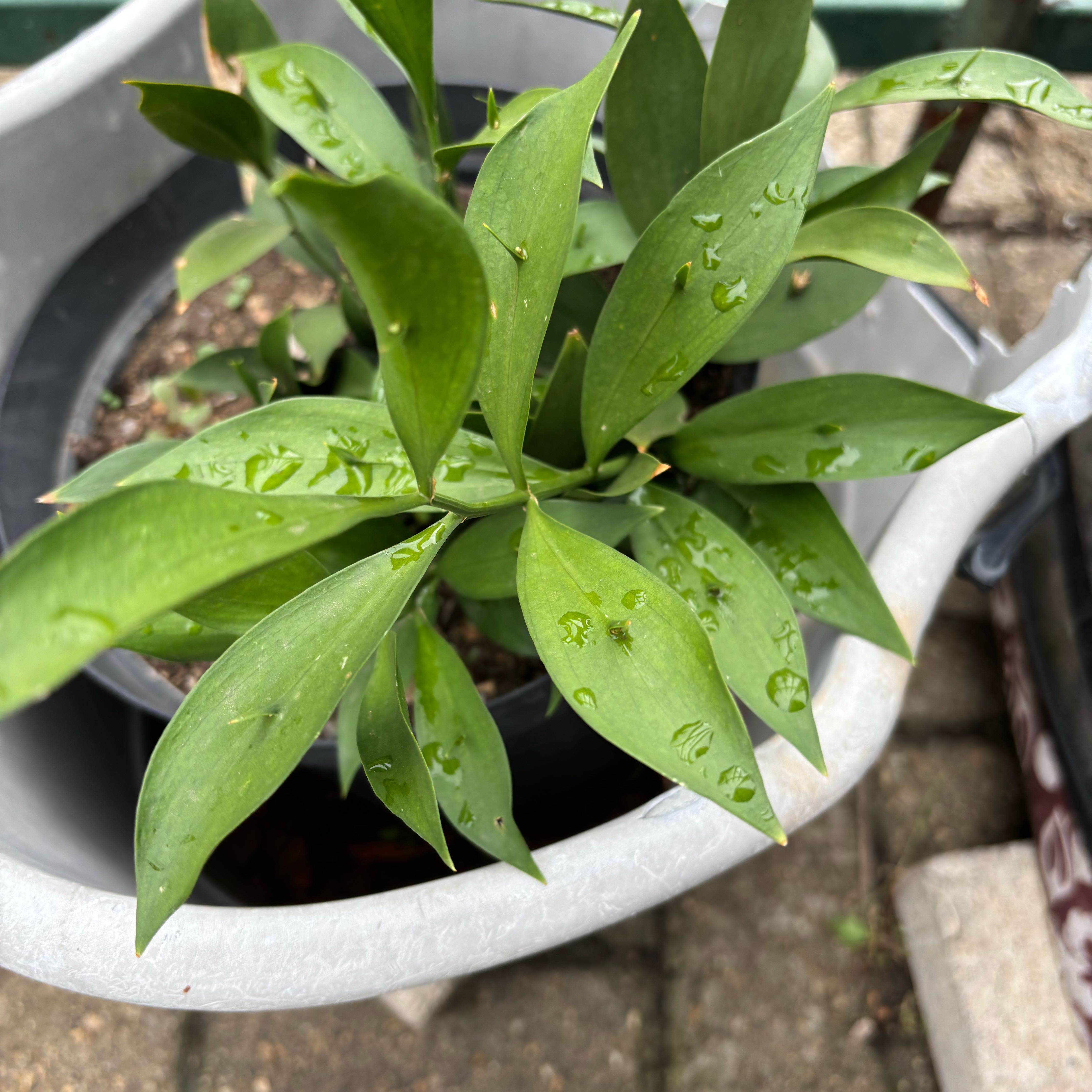 Photo of the plant species Spineless Butcher's-Broom by @DandyAntplant54 named Ulysses S Plant on Greg, the plant care app