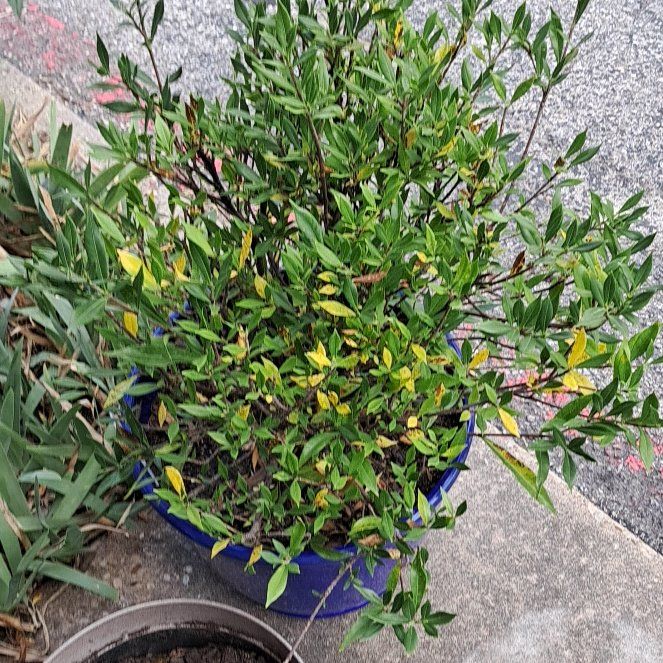 Photo of the plant species Gardenia by @ZanyTorgrass27 named Sol on Greg, the plant care app