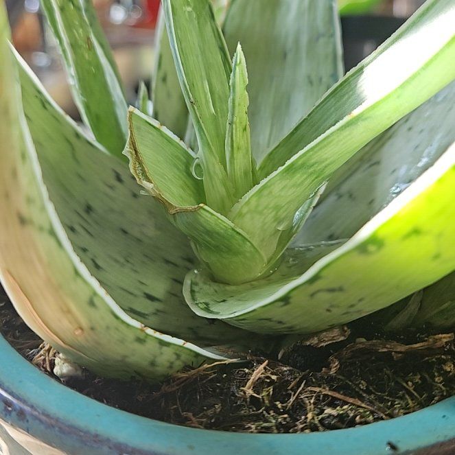 Photo of the plant species Aloe 'Snow Drift' by @GracedOlivetree named Captain Plant-it on Greg, the plant care app