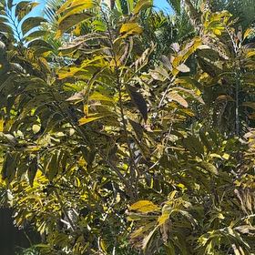 Photo of the plant species Sugar Apple by @PrimeMint63 named Ulysses S Plant on Greg, the plant care app
