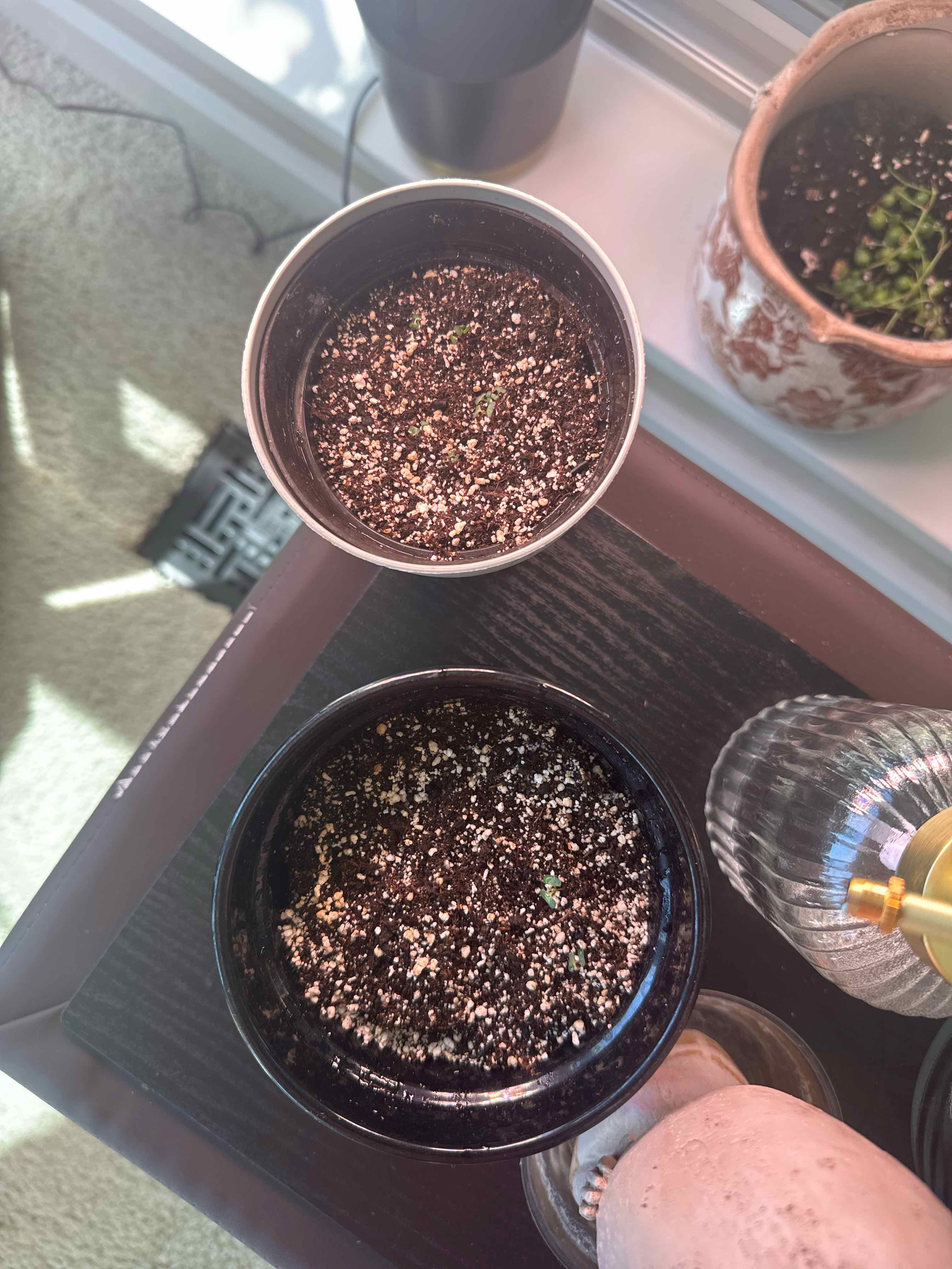 Photo of the plant species Florist Silver Dollar by @HSentz509 named Taylor Swift on Greg, the plant care app
