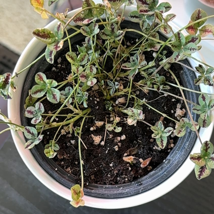 Photo of the plant species Trifolium '4 Luck® Coco Mint' by @HSentz509 named Carebear on Greg, the plant care app