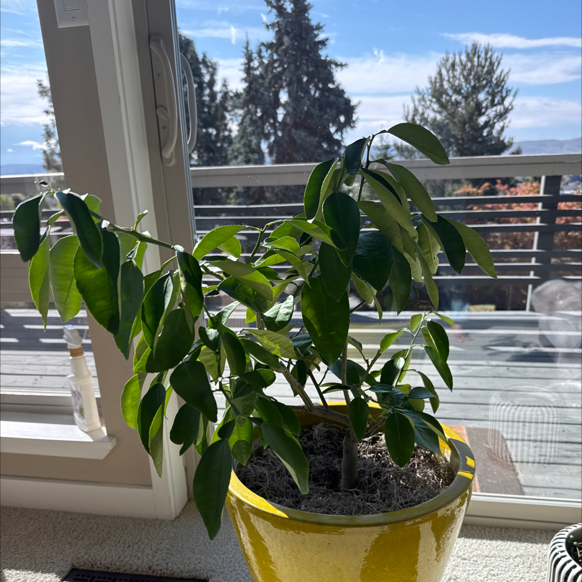 Photo of the plant species Grapefruit Tree by @HSentz509 named Maya on Greg, the plant care app