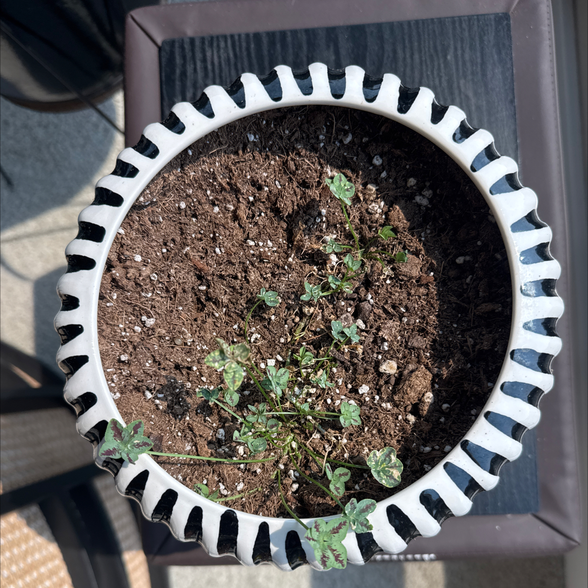 Photo of the plant species Trifolium '4 Luck® Coco Mint' by @HSentz509 named Carebear on Greg, the plant care app