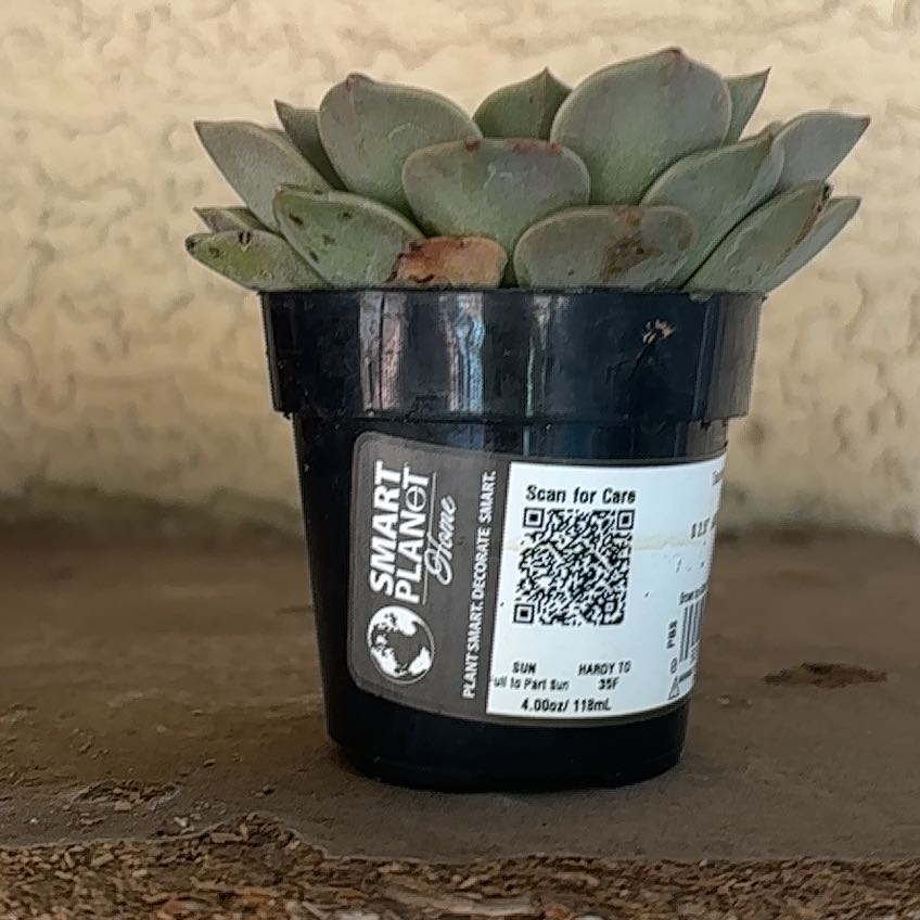 Photo of the plant species Taciveria 'Tasha' by @SageMayten84 named Beyonce on Greg, the plant care app