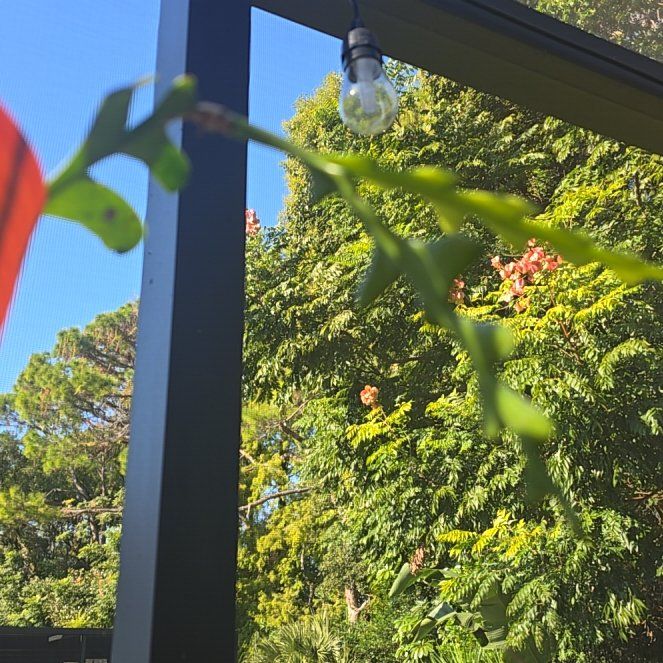 Photo of the plant species Flowering Flax by @HandyKonjac48 named Muhammad Ali on Greg, the plant care app