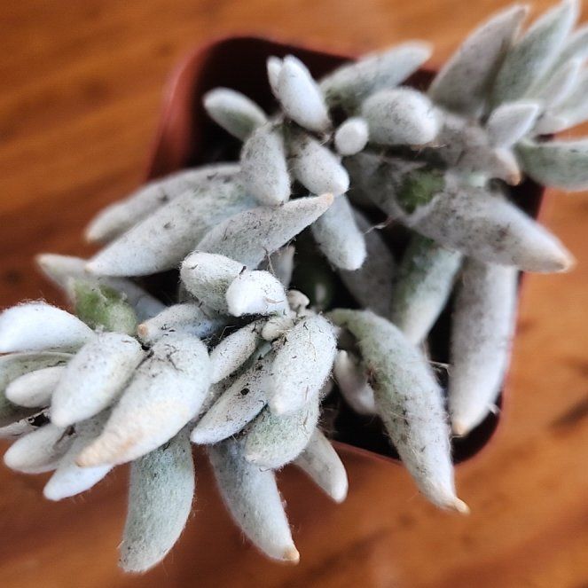 Photo of the plant species Edelweiss by @VipBluesage82 named Gobi on Greg, the plant care app