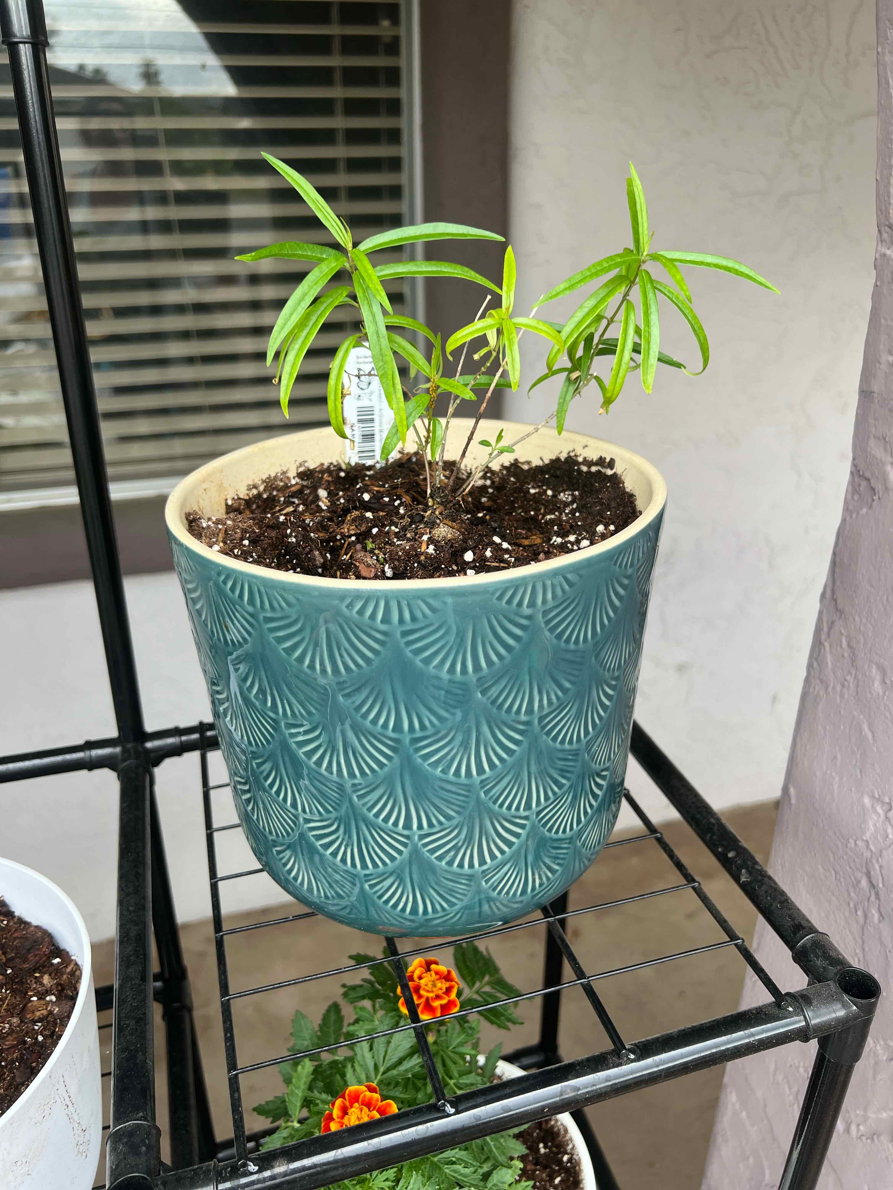 Photo of the plant species Arizona Milkweed by @FlashyTropical named Milkweed on Greg, the plant care app