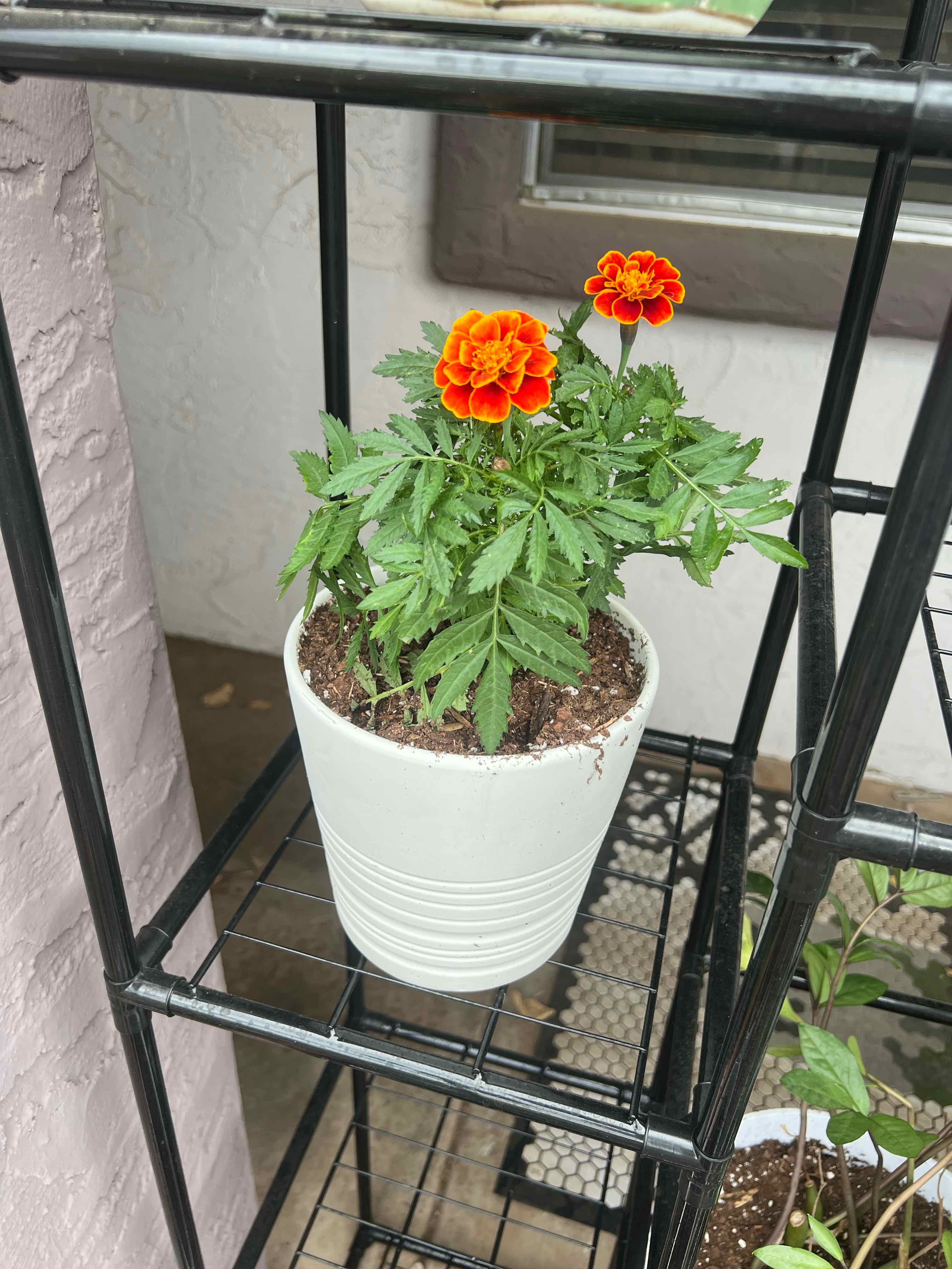 Photo of the plant species French Marigold 'Queen Sophia' by @FlashyTropical named Marigold-Queen Sophia 1 on Greg, the plant care app