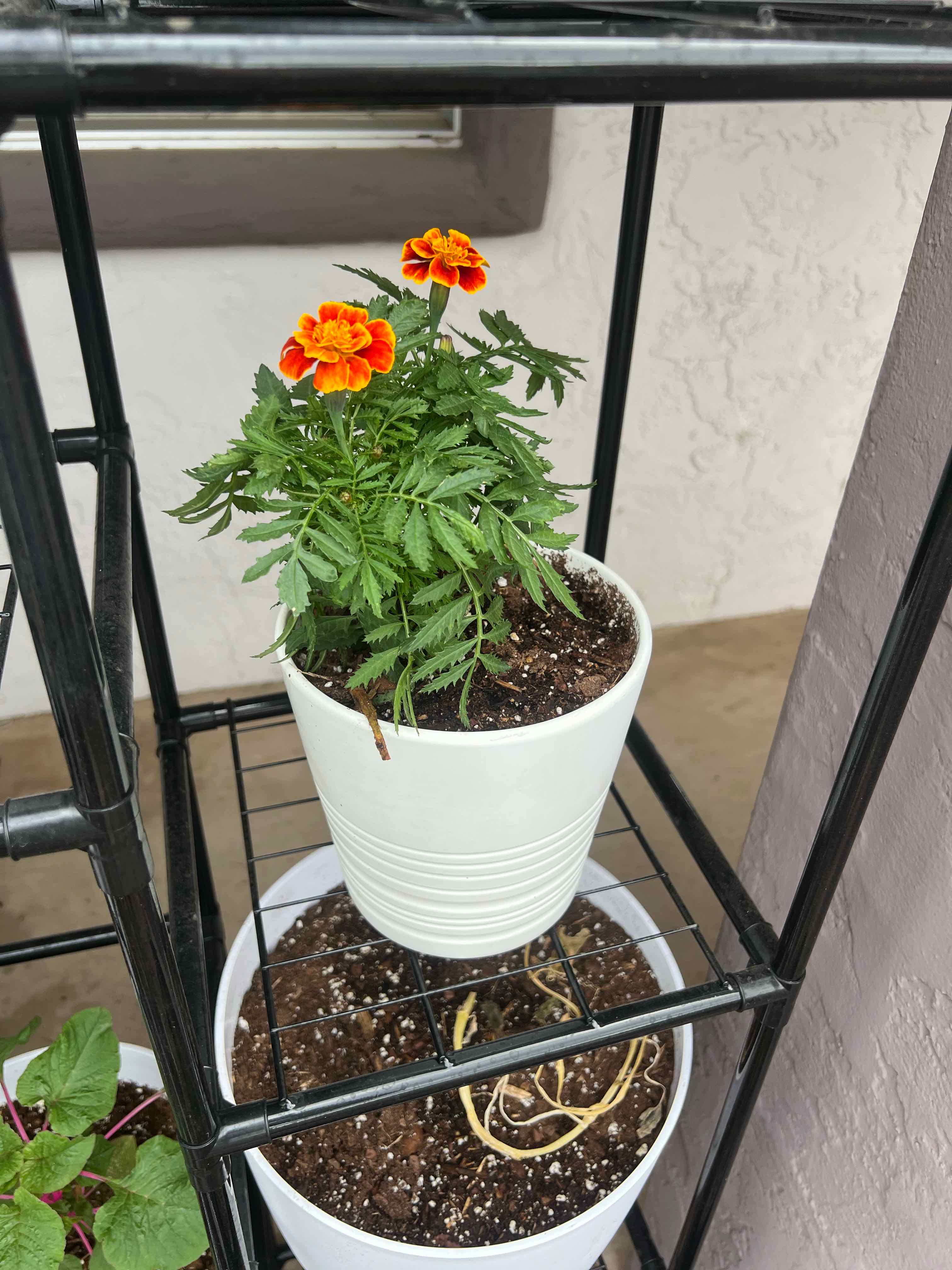 Photo of the plant species French Marigold 'Queen Sophia' by @FlashyTropical named Marigold-Queen Sophia 2 on Greg, the plant care app