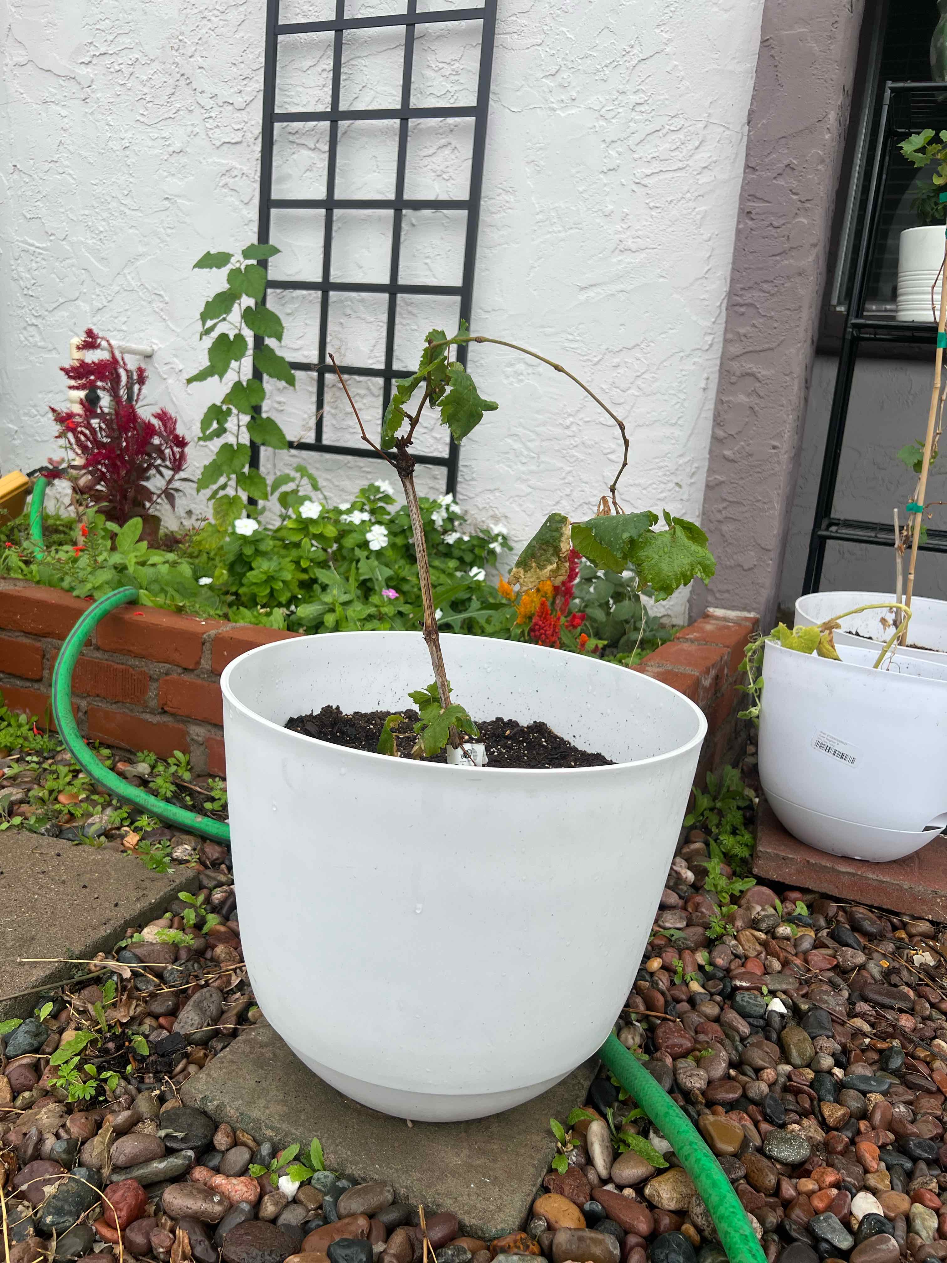 Photo of the plant species Flame Seedless Grape by @FlashyTropical named Grape- Flame Seedless on Greg, the plant care app