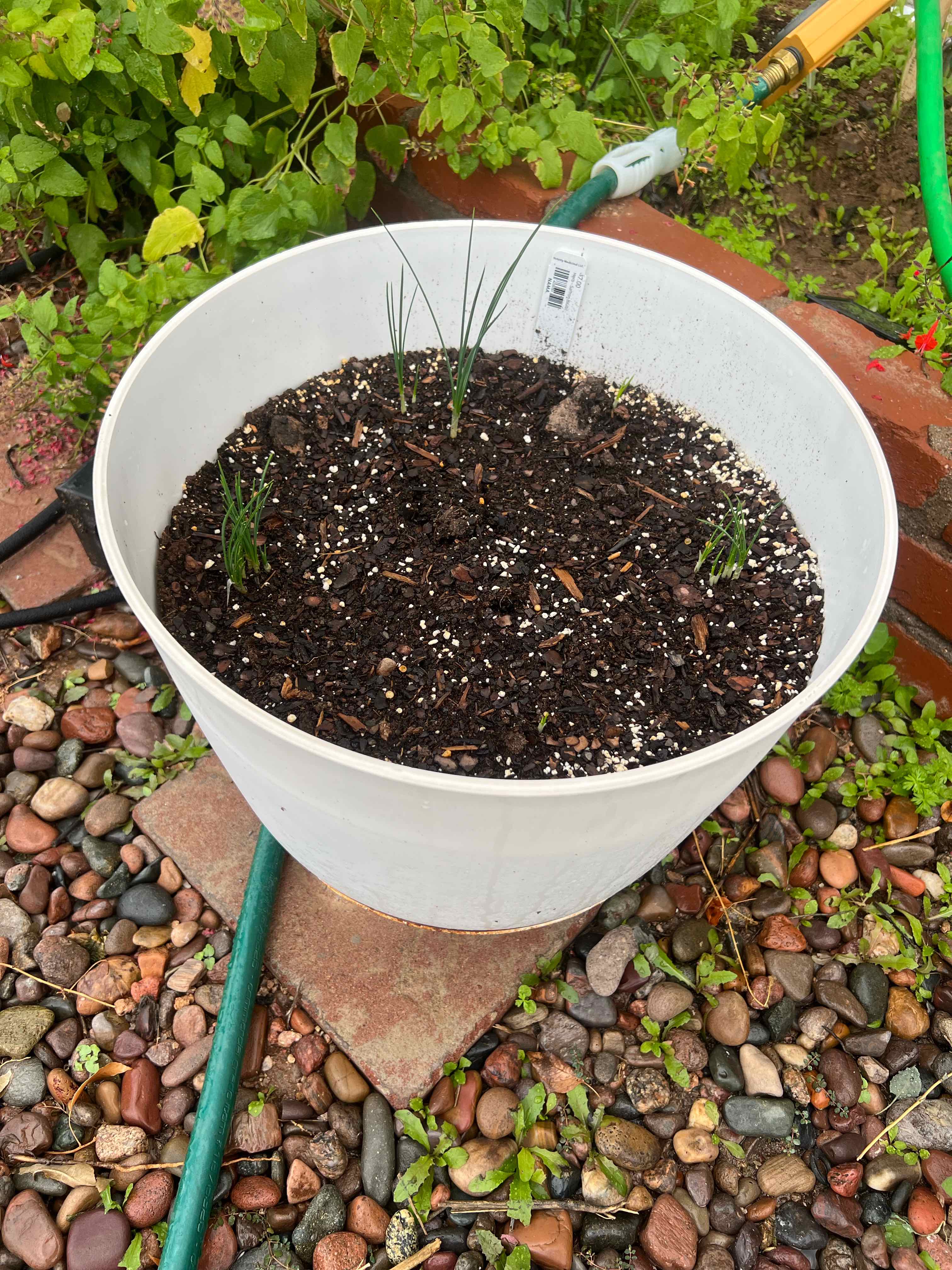 Photo of the plant species Spring Crocus by @FlashyTropical named Crocus (Saffron) 1 on Greg, the plant care app