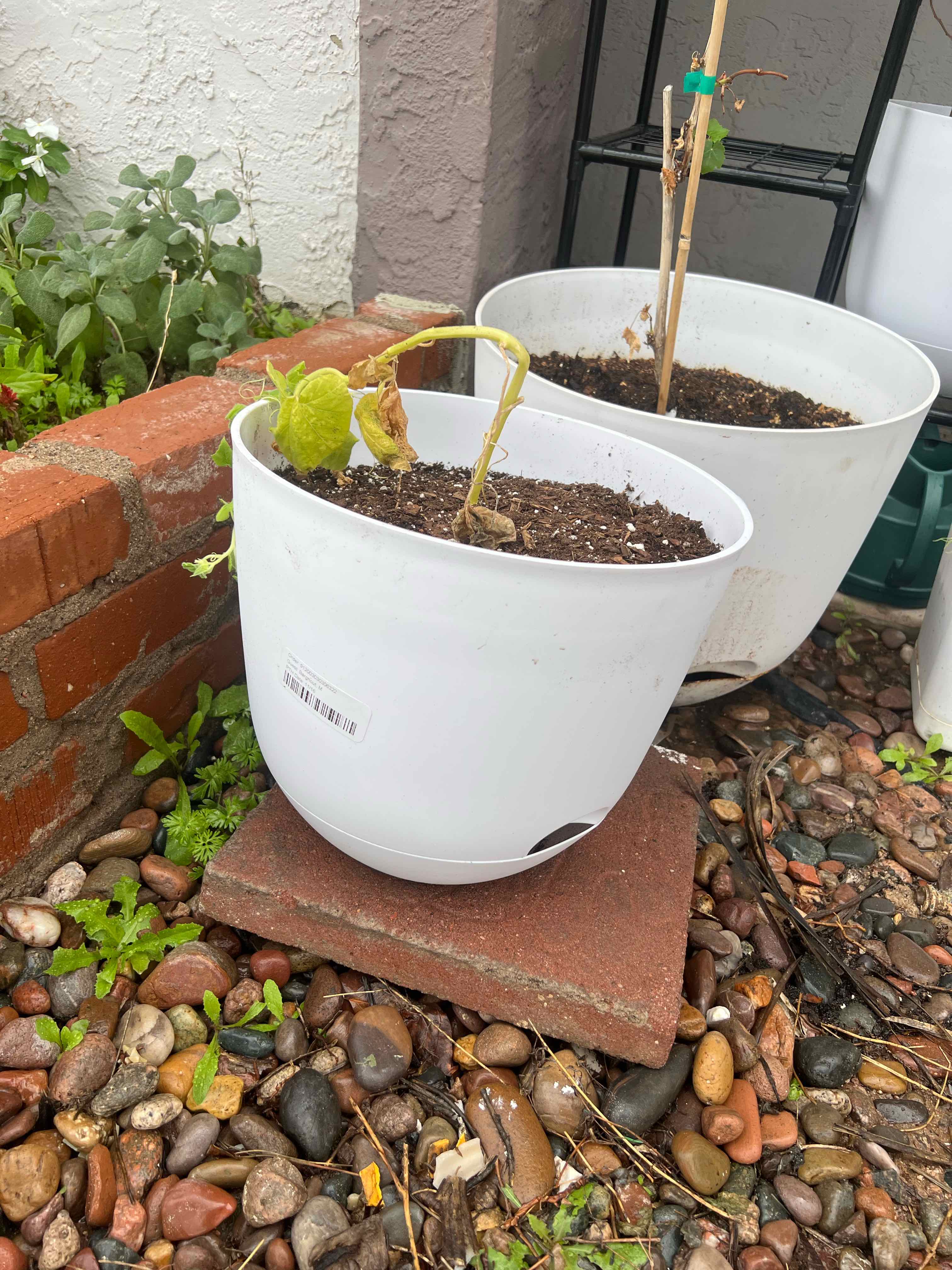 Photo of the plant species Pumpkin by @FlashyTropical named Pumpkin 1 on Greg, the plant care app