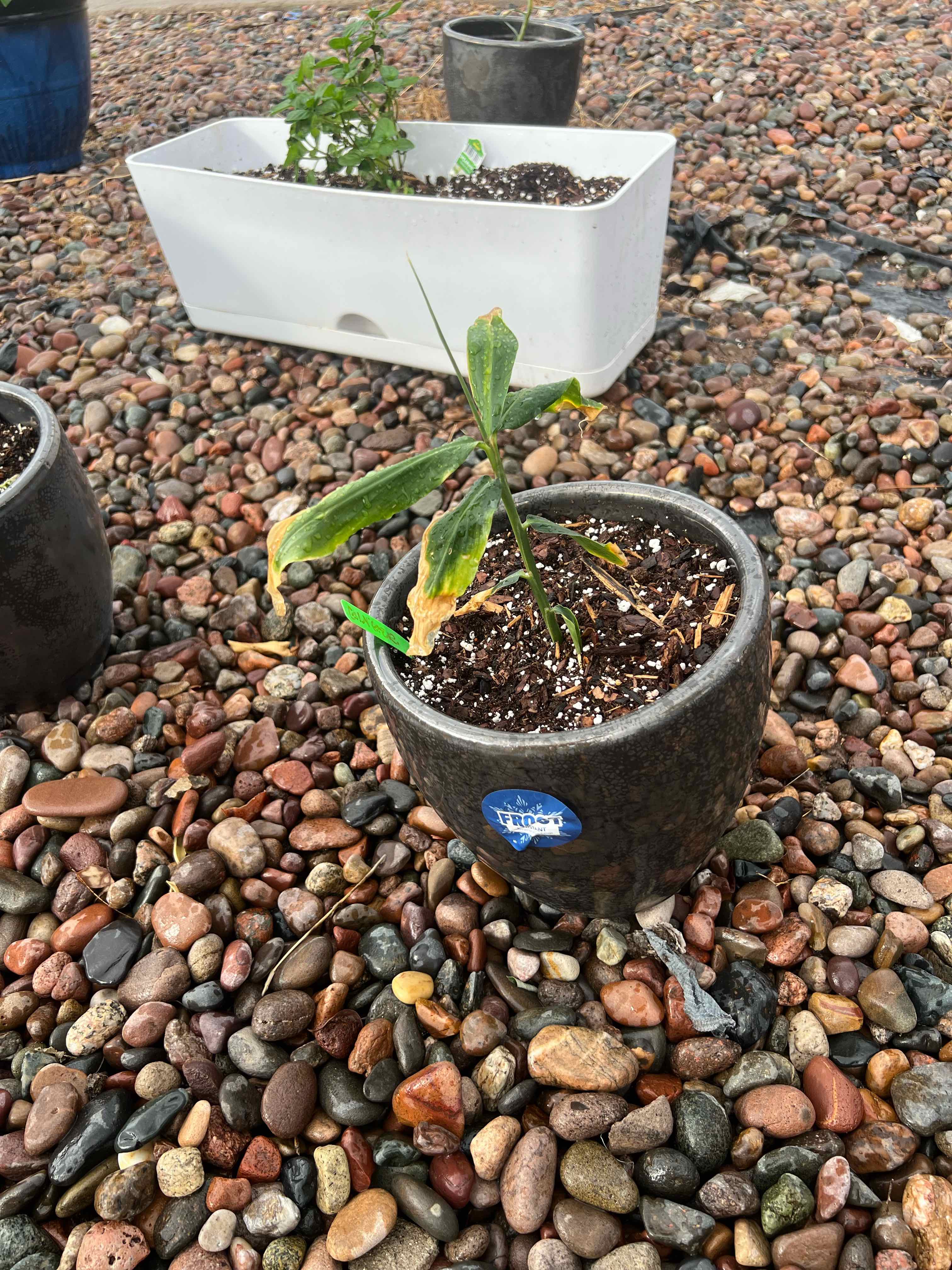 Photo of the plant species Kahili Ginger by @FlashyTropical named Ginger on Greg, the plant care app