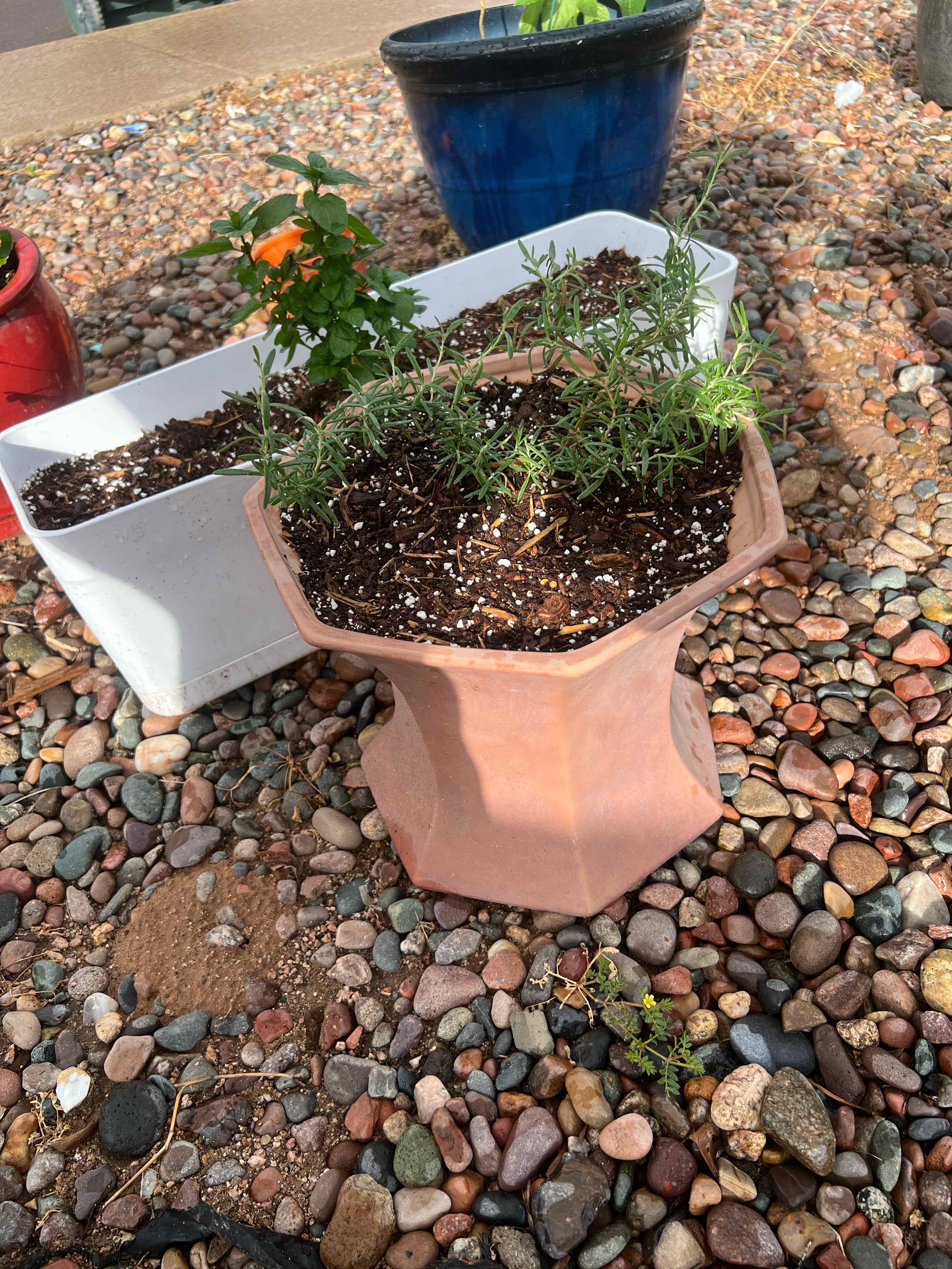 Photo of the plant species Huntington Carpet Rosemary by @FlashyTropical named Huntington Carpet Rosemary on Greg, the plant care app
