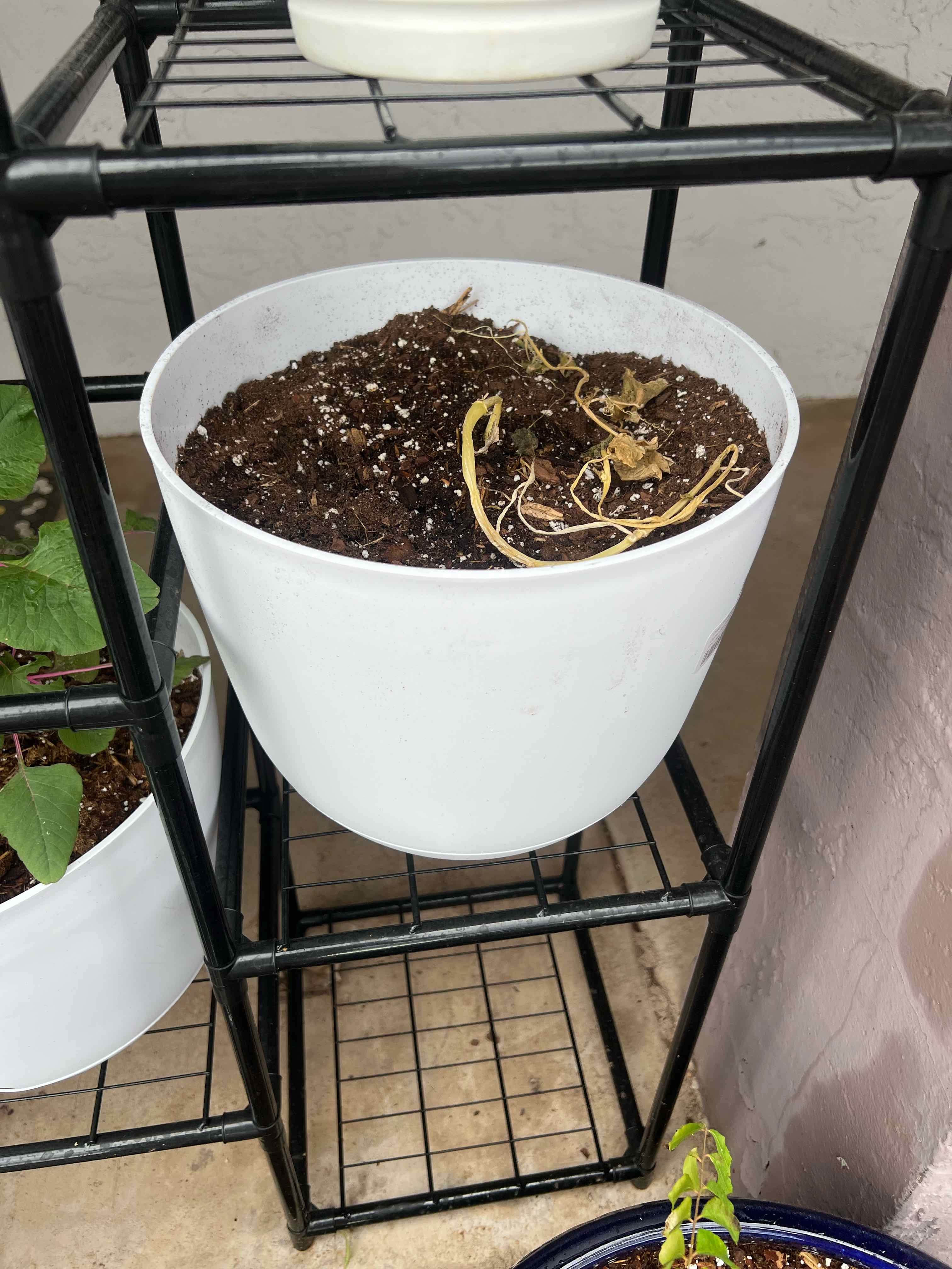 Photo of the plant species Pumpkin by @FlashyTropical named Pumpkin 2 on Greg, the plant care app