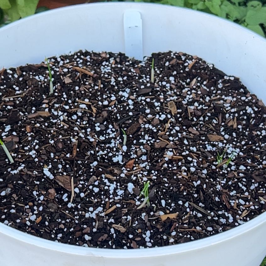 Photo of the plant species Spring Crocus by @FlashyTropical named Osmo on Greg, the plant care app
