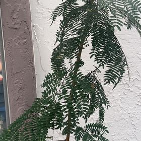 Photo of the plant species Coffee Bush by @FlashyTropical named Sonora on Greg, the plant care app