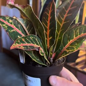 Photo of the plant species Batik Croton by @JollyCilantro23 named Aristotle on Greg, the plant care app