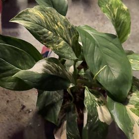 Photo of the plant species Monstera lechleriana by @JollyCilantro23 named Curie on Greg, the plant care app