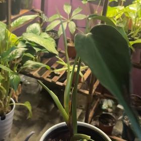 Photo of the plant species Monstera Burle Marx Flame by @JollyCilantro23 named Zeus on Greg, the plant care app
