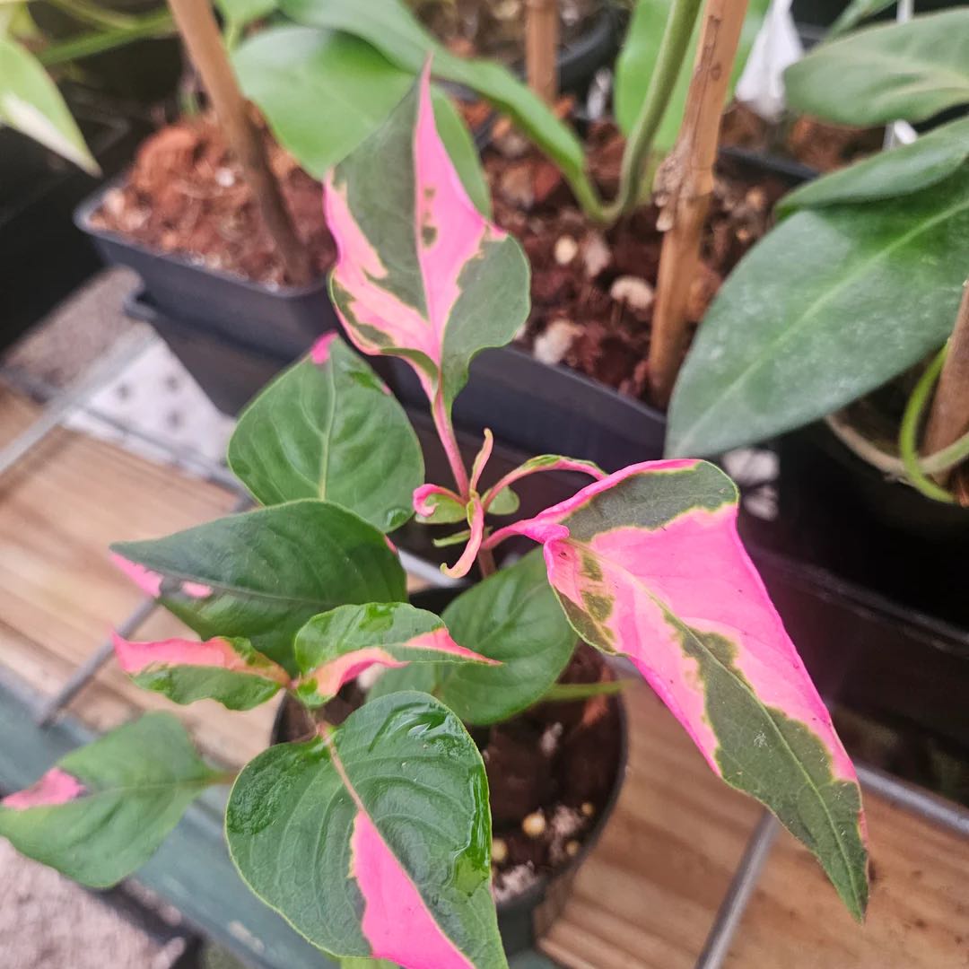 Photo of the plant species Mai Tai Alternanthera by @IdolCowpoison69 named Clooney on Greg, the plant care app