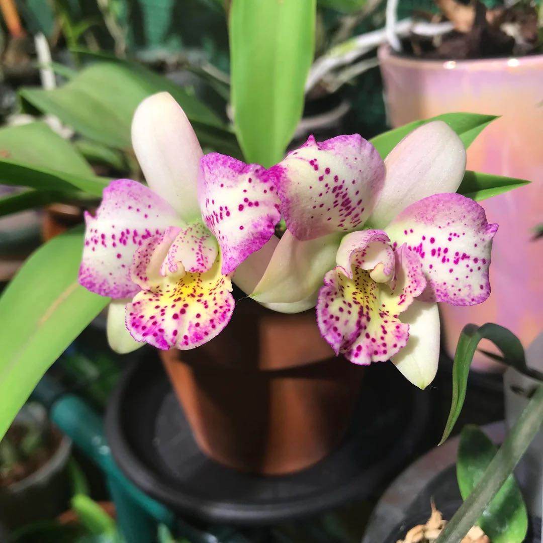 Photo of the plant species Cattleya by @IdolCowpoison69 named Aka aloha on Greg, the plant care app