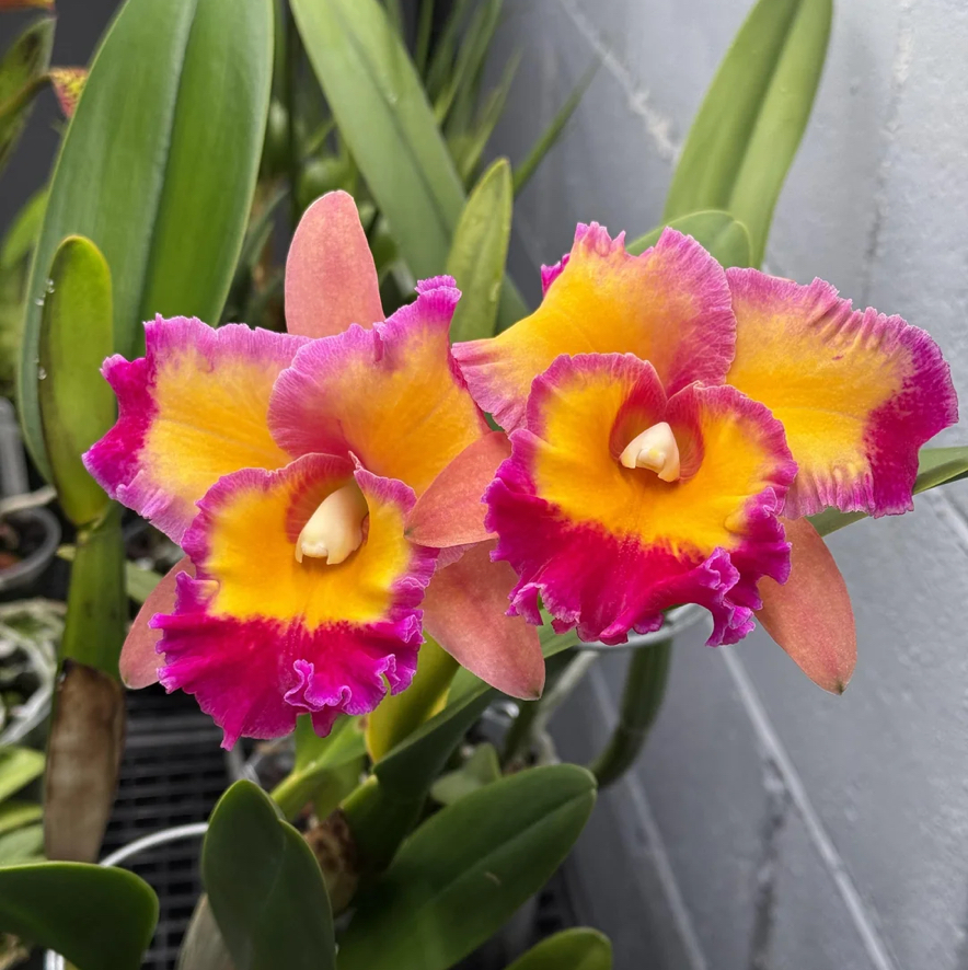 Photo of the plant species Cattleya by @IdolCowpoison69 named Dick Smith Paradise on Greg, the plant care app