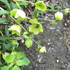 Photo of the plant species Lenten Rose by @StarGreenash51 named Khaleesi on Greg, the plant care app