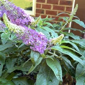 Photo of the plant species Orange Eye by @StarGreenash51 named ChloroPhil on Greg, the plant care app