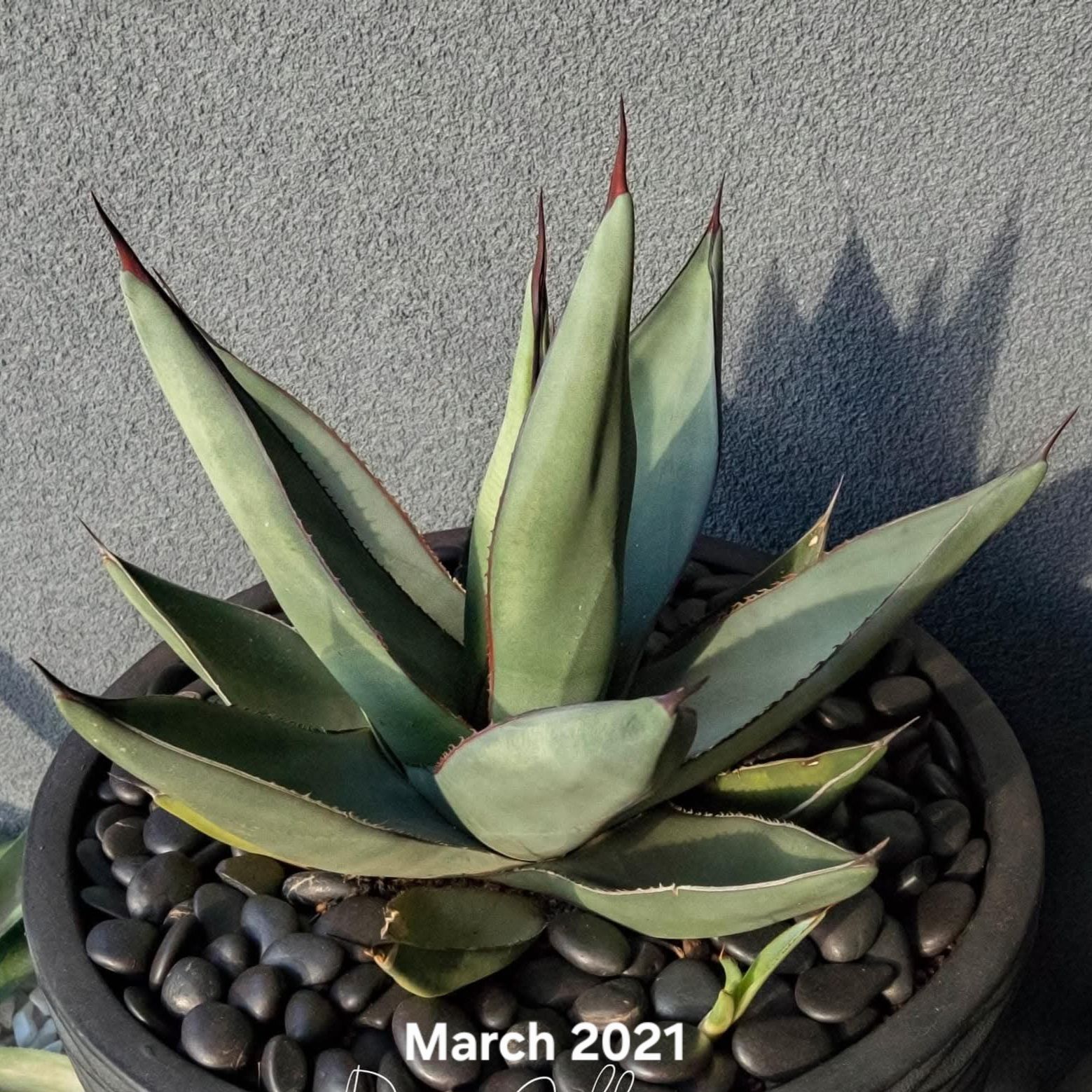 Photo of the plant species Sharkskin Agave by @DesertScapeAU named Jaws on Greg, the plant care app