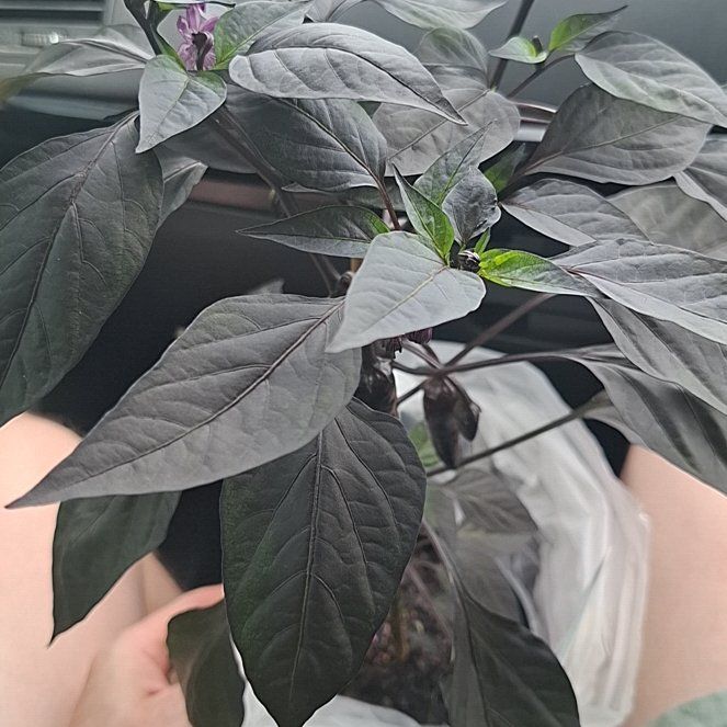 Photo of the plant species Count Dracula Pepper by @ZarfHappybean42 named Lola on Greg, the plant care app