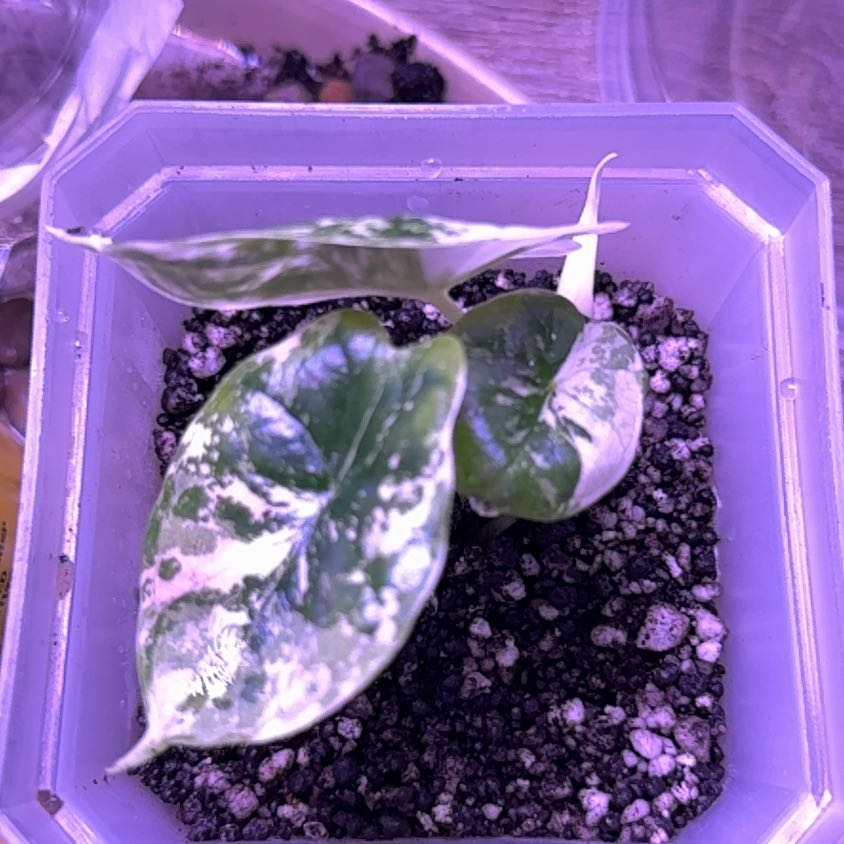 Photo of the plant species Var Dragon Scale by @GroovyTearose36 named Beckham on Greg, the plant care app