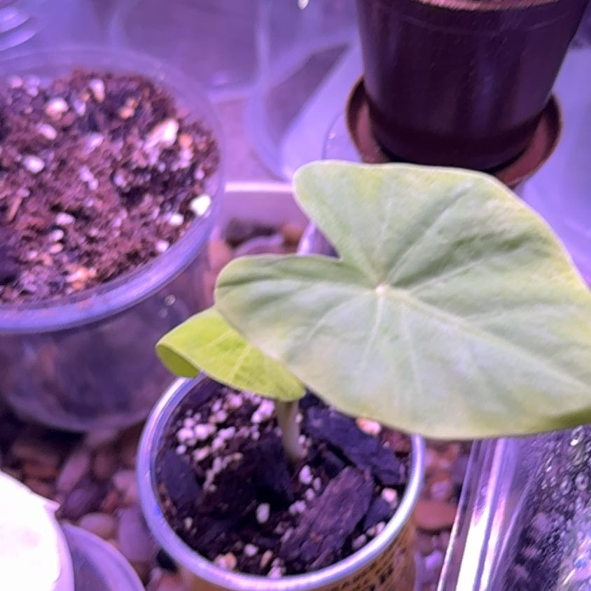 Photo of the plant species Black Beauty by @GroovyTearose36 named Bruce Lee on Greg, the plant care app