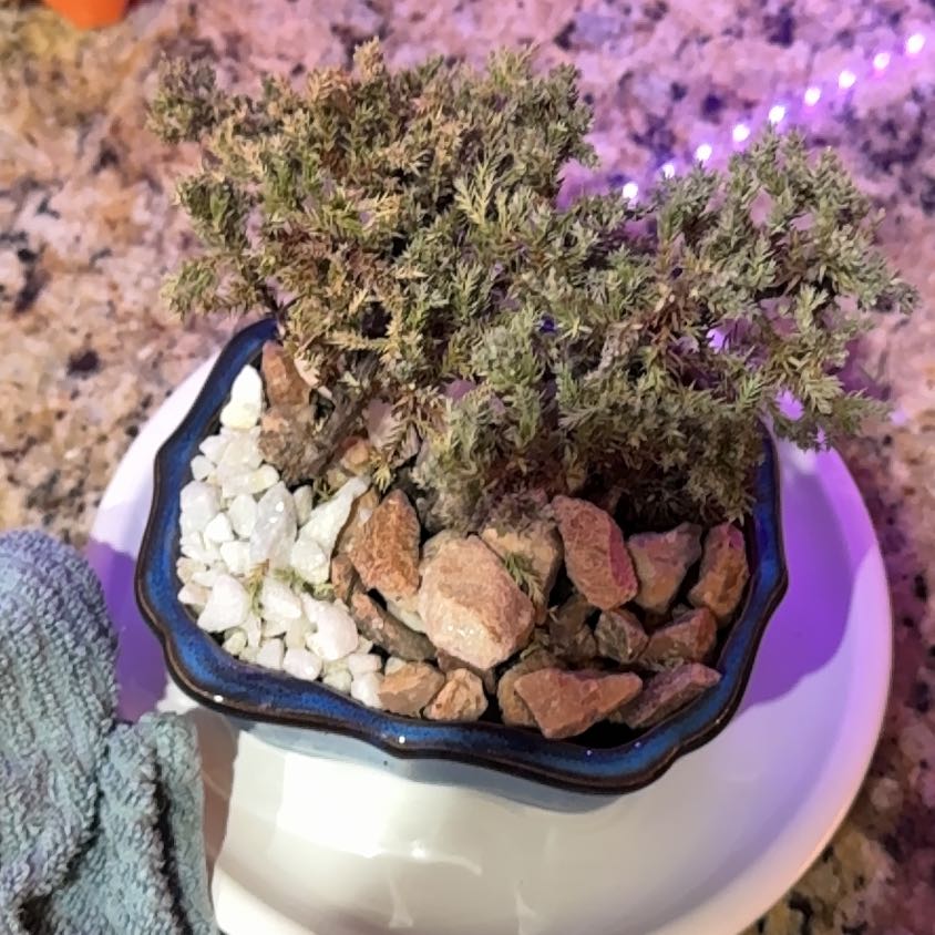 Photo of the plant species Japanese Juniper Bonsai by @DeluxeMakole93 named Luna on Greg, the plant care app