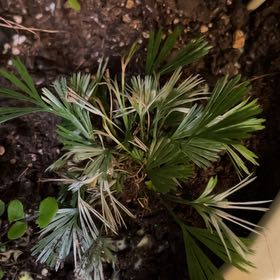 Photo of the plant species Fan Fern by @CertainLilac28 named Aria on Greg, the plant care app