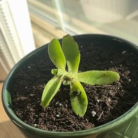 Photo of the plant species Common Butterwort by @StrappingTipa18 named Messi on Greg, the plant care app