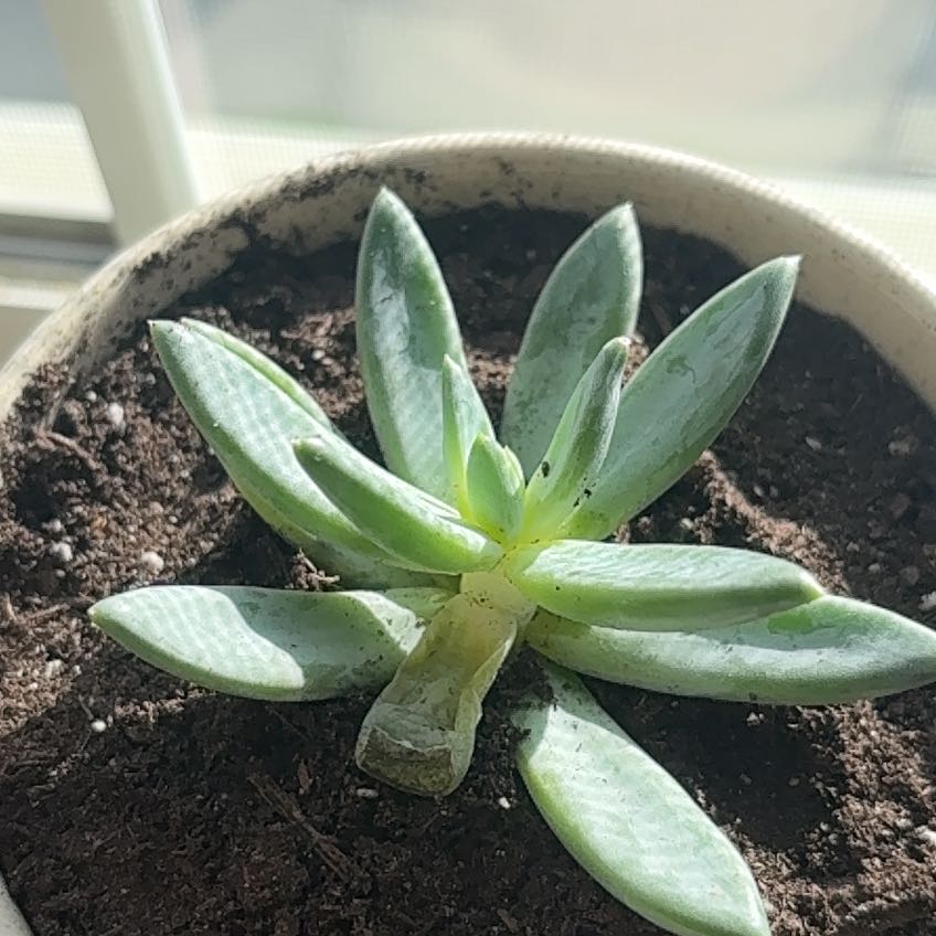 Photo of the plant species Bright Green Dudleya by @StrappingTipa18 named Bigleef Smalls on Greg, the plant care app