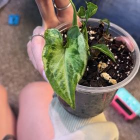 Photo of the plant species Three Kings Syngonium by @Kittyyykattt named Marilyn on Greg, the plant care app