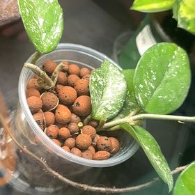 Photo of the plant species Hoya 'Freckles' by @Kittyyykattt named Hemingway on Greg, the plant care app