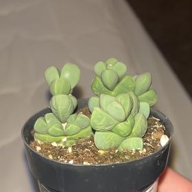 Photo of the plant species Corpuscularia by @KeyPukatea54 named polly on Greg, the plant care app