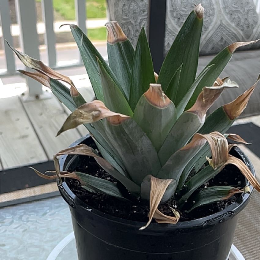 A healthy pineapple plant with vibrant green and red leaves growing in a black pot, sitting on a wooden surface indoors.